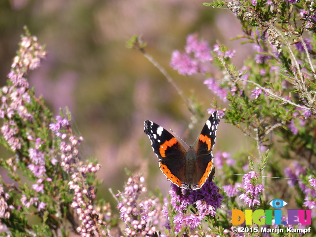 FZ020349 Red Admiral (Vanessa atalanta) on Heather (Calluna vulgaris)